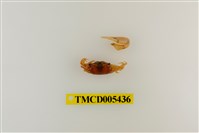 藏品(乳白南方招潮蟹)的圖片